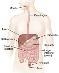 colon figure 2