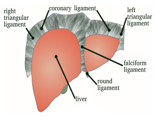 liver figure 1