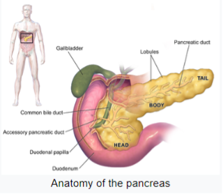 pancreas figure 2