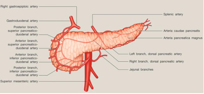 pancreas figure 3