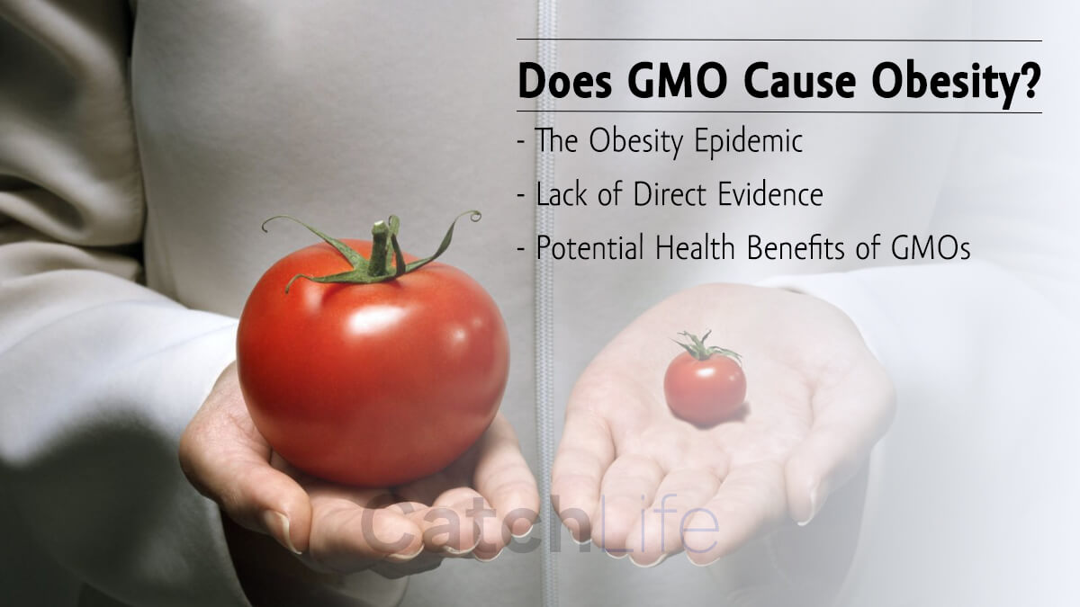 Does GMO Cause Obesity?